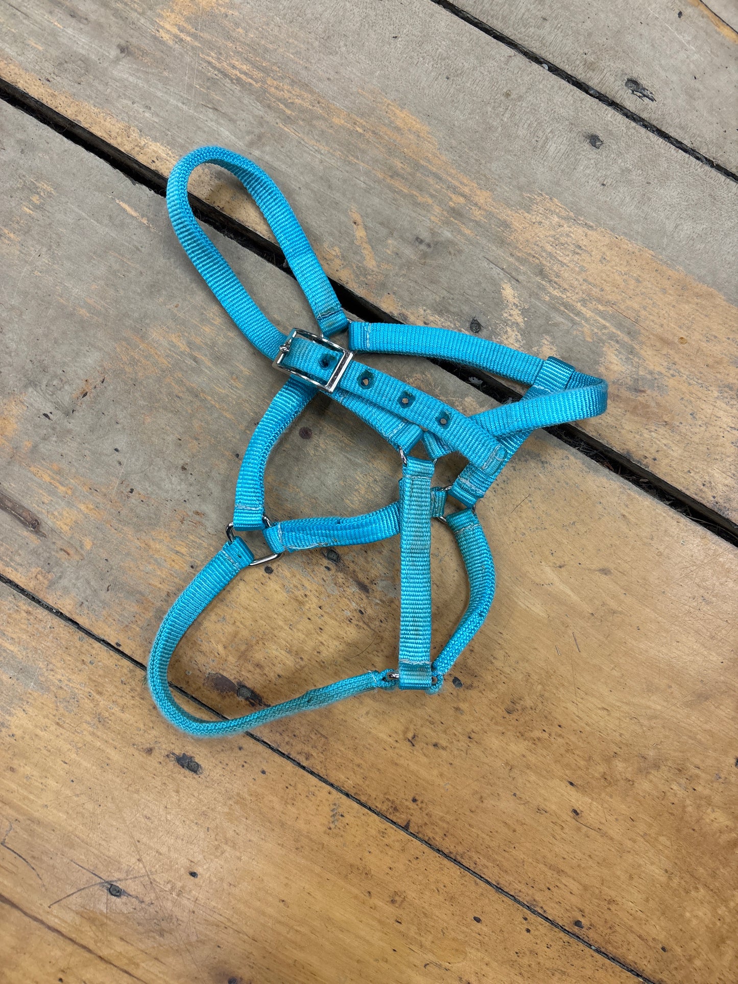 Mini Nylon Halter-Teal